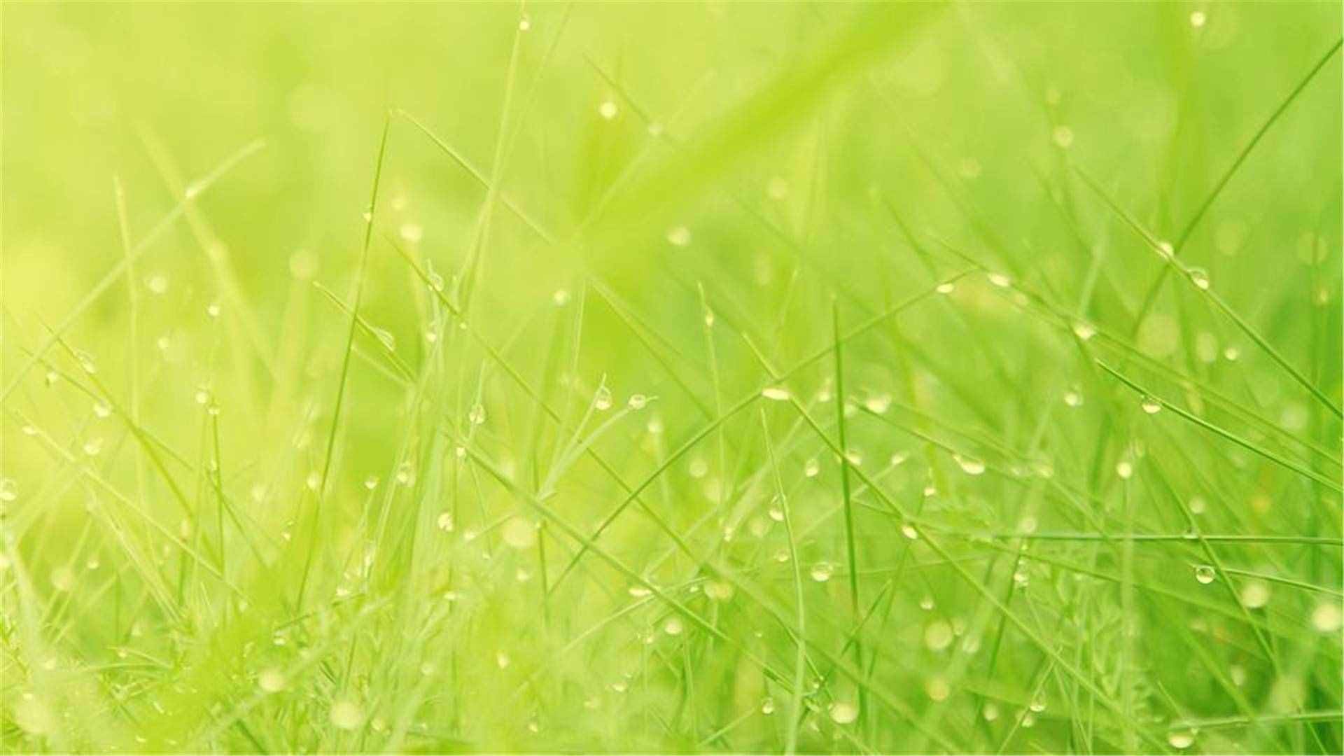 护眼电脑桌面壁纸尺寸(1920x1080)适合任何电脑尺码,全是以绿色图片为